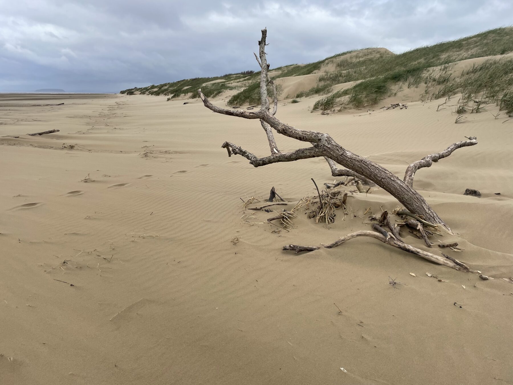 Sand dunes at Burnham Sands Beach Monitoring