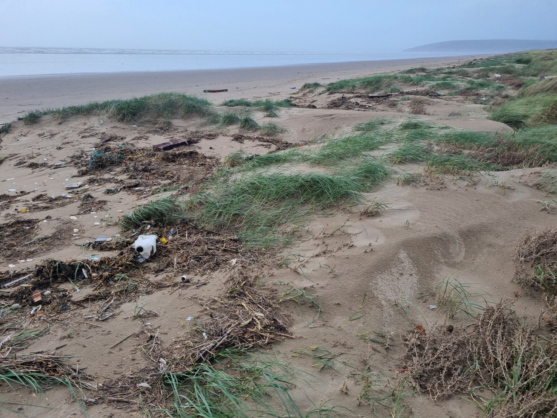 Sand dunes at Pendine Burrows Beach Monitoring